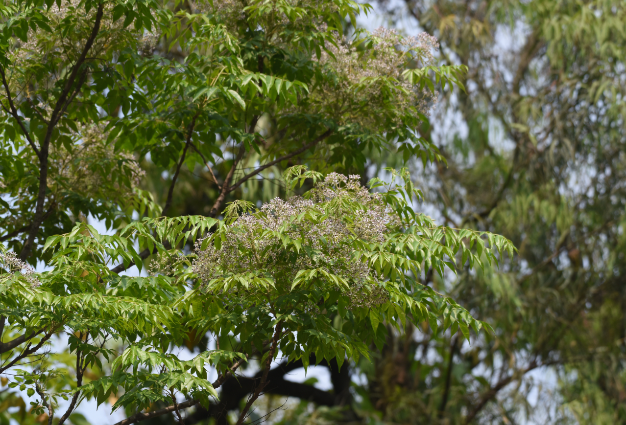植物科普-楝-林学院