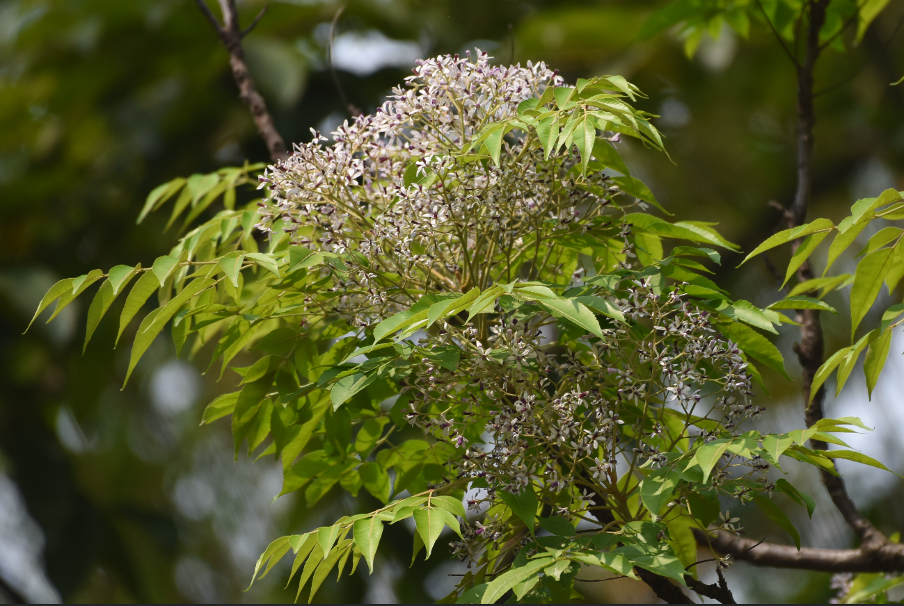 植物科普-楝-林学院