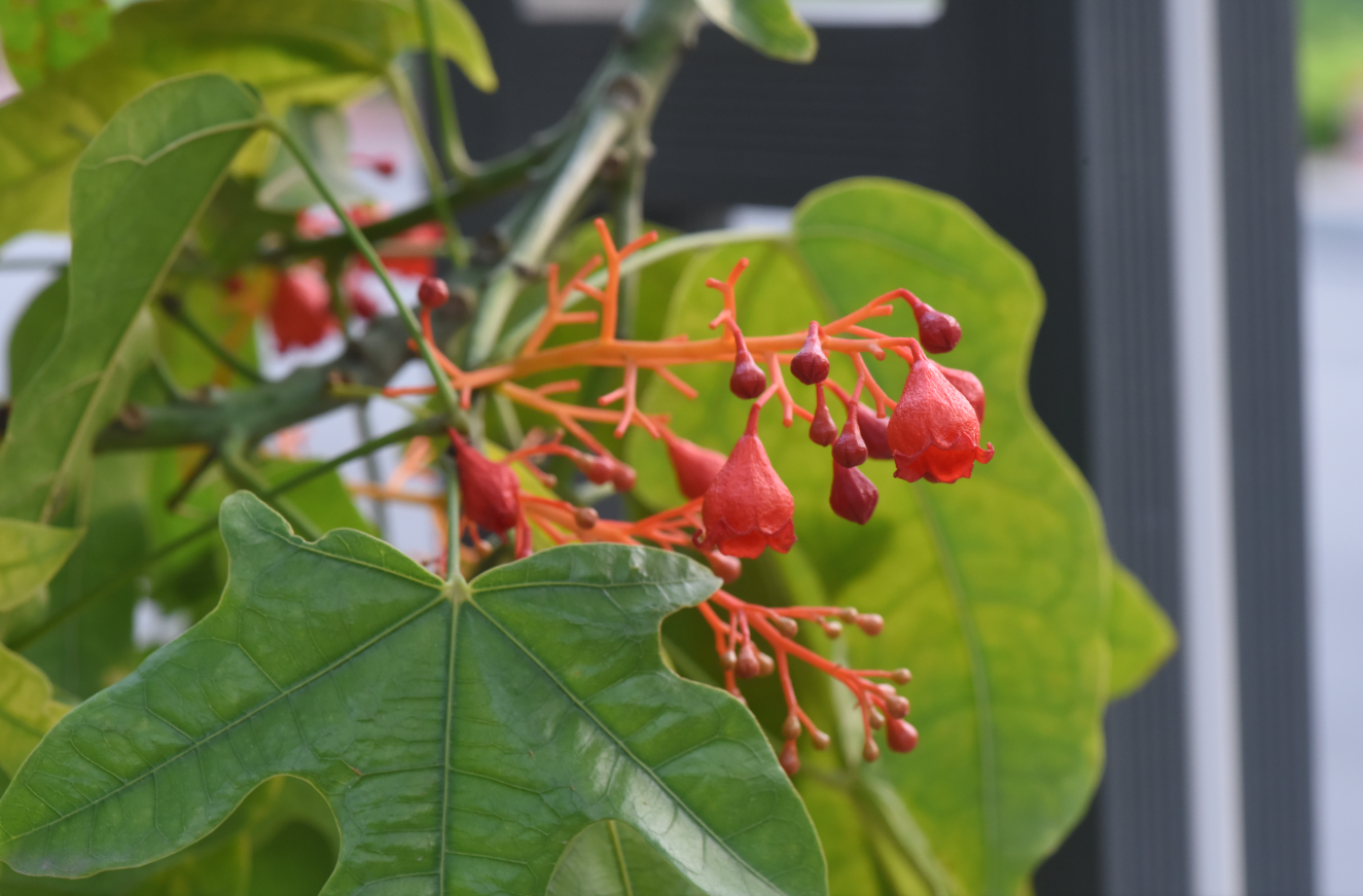 植物科普-槭叶瓶干树-林学院