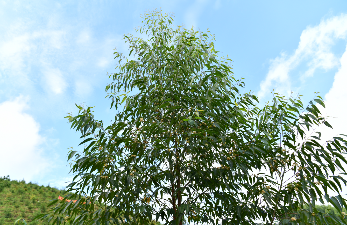 植物科普-巨尾桉-林学院